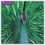 Peacocks - Pfauen Kalender 2020