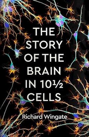 The Story of the Brain in 101/2 Cells