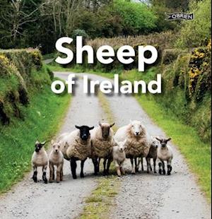 Sheep of Ireland