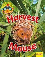 Harvest Mouse