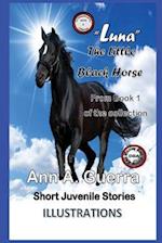 Luna-The Little Black Horse