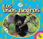 Los Osos Negros