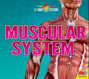 Muscular System