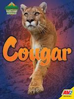 Cougar