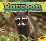 Raccoon