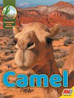 Camel