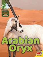 Arabian Oryx