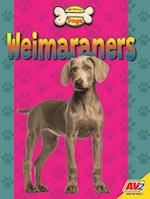 Weimaraners