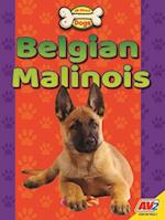 Belgian Malinois