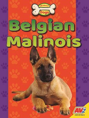 Belgian Malinois