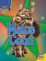 Maine Coon