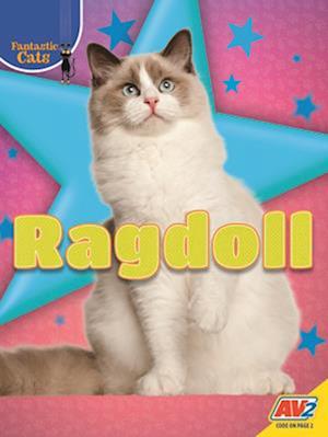 Ragdoll