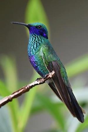 Hummingbird