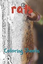 Rat Coloring Sheets