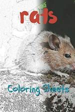 Rat Coloring Sheets