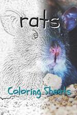 Rat Coloring Sheets