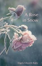 A Rose in Snow 