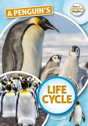 A Penguin's Life Cycle