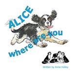Alice, Where are You? 