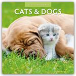 Cats & Dogs - Katzen & Hunde 2025 - 16-Monatskalender