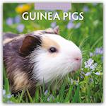 Guinea Pigs - Meerschweinchen 2025 - 16-Monatskalender