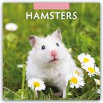 Hamsters - Hamster 2025 - 16-Monatskalender