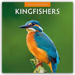 Kingfishers 2025 Square Wall Calendar