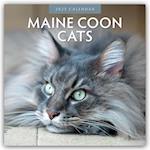 Maine Coon Cats - Maine Coon Katzen 2025 - 16-Monatskalender