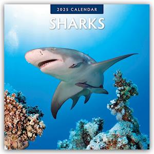 Sharks - Haie 2025 - 16-Monatskalender