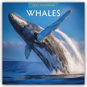 Whales - Wale 2025 - 16-Monatskalender