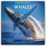 Whales - Wale 2025 - 16-Monatskalender