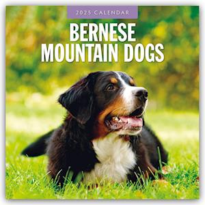 Bernese Mountain Dogs 2025 Square Wall Calendar