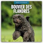 Bouvier des Flandres 2025 - 16-Monatskalender