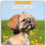 Lhasa Apsos - Lhasa Apso 2025 - 16-Monatskalender