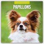 Papillons - Schmetterlingshund - Zwergspaniel 2025 - 16-Monatskalender