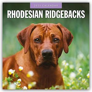 Rhodesian Ridgebacks - Rhodesian Ridgeback 2025 - 16-Monatskalender