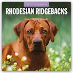 Rhodesian Ridgebacks - Rhodesian Ridgeback 2025 - 16-Monatskalender