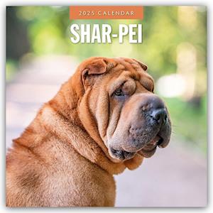 Shar-Pei - Chinesischer Faltenhund 2025 - 16-Monatskalender