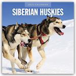 Siberian Huskies - Sibirischer Husky - Sibirische Huskys 2025 - 16-Monatskalender