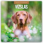 Vizslas - Magyar Vizsla - Kurzhaariger Ungarischer Vorstehhund 2025 - 16-Monatskalender