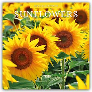 Sunflowers - Sonnenblumen 2025 - 16-Monatskalender