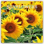 Sunflowers - Sonnenblumen 2025 - 16-Monatskalender