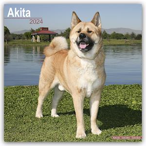 Akita Calendar 2024  Square Dog Breed Wall Calendar - 16 Month