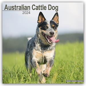 Australian Cattle Dog Calendar 2024  Square Dog Breed Wall Calendar - 16 Month