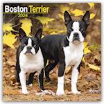 Boston Terrier Calendar 2024  Square Dog Breed Wall Calendar - 16 Month