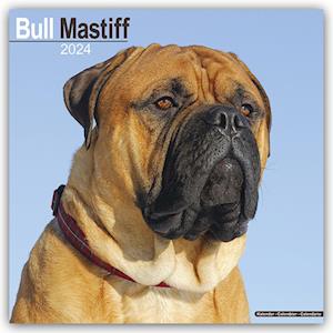 Bull Mastiff Calendar 2024  Square Dog Breed Wall Calendar - 16 Month