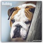 Bulldog Calendar 2024  Square Dog Breed Wall Calendar - 16 Month