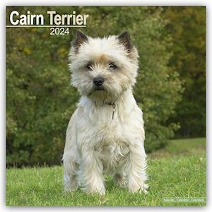 Cairn Terrier Calendar 2024  Square Dog Breed Wall Calendar - 16 Month