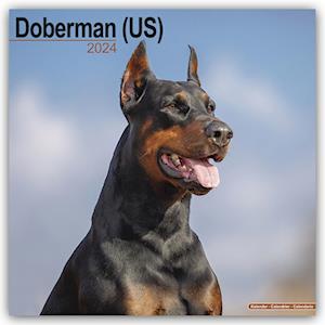 Doberman (Us) Calendar 2024  Square Dog Breed Wall Calendar - 16 Month