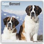 Saint Bernard Calendar 2024  Square Dog Breed Wall Calendar - 16 Month